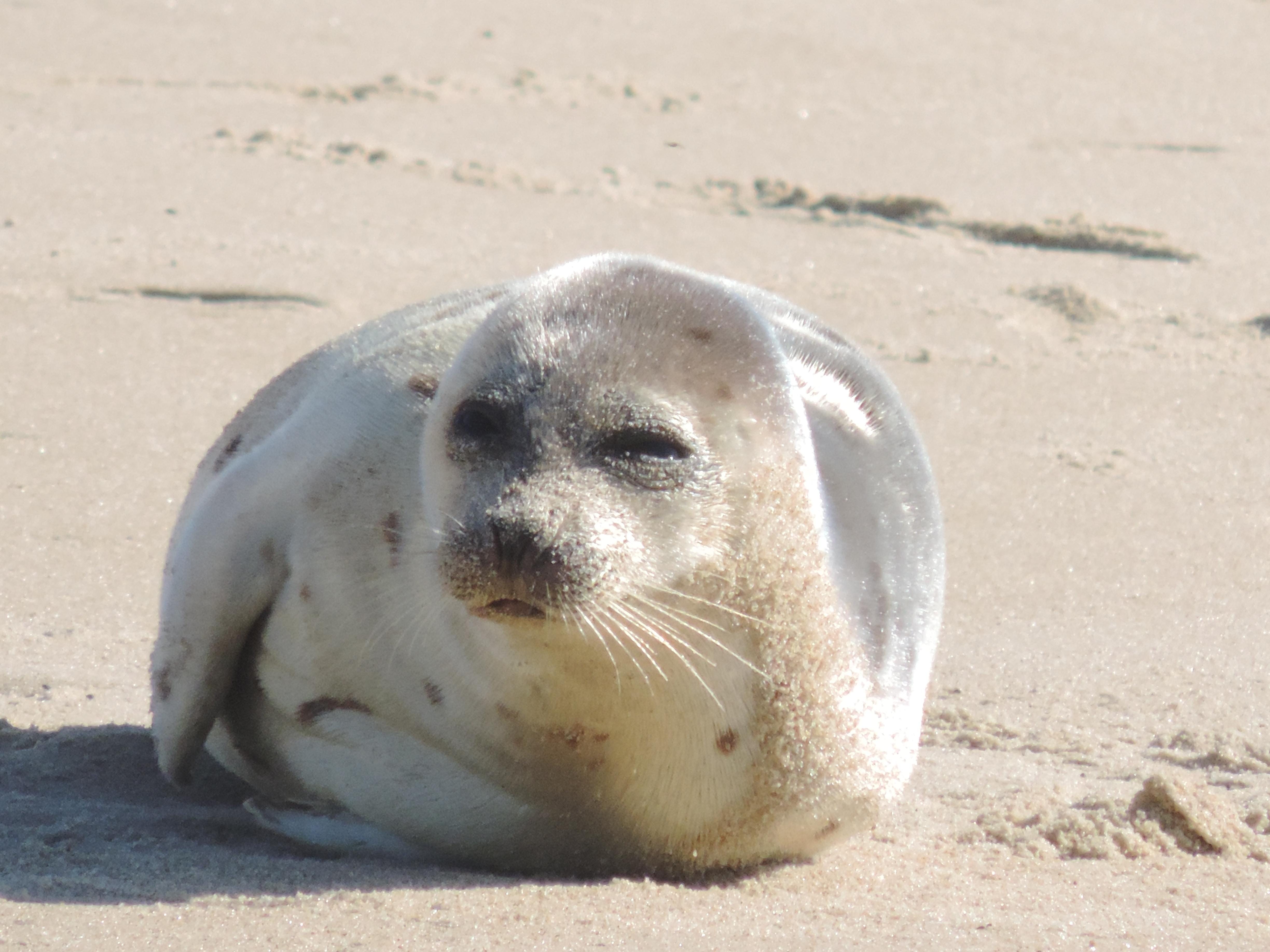 Seals may look cuddly, but never pet or 